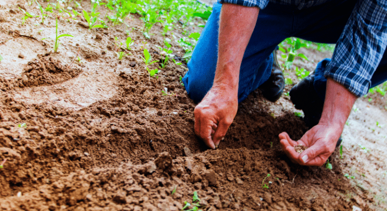 ECUADOR: Agricultores esperan un 2025 productivo, pero inician  desafíos sin  créditos
