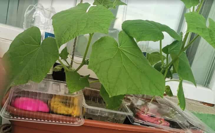 INFORME TÉCNICO: Cómo rociar pepinos contra los ácaros