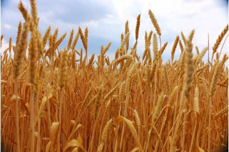 Los agricultores de trigo se preparan para las peores cosechas en más de medio siglo.