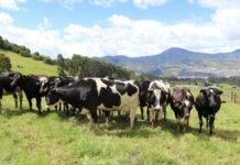 INTERNACIONAL, COLOMBIA: Un “canto” por el bienestar animal bovino. Ciencia para la ganadería en el trópico alto
