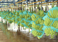INTERNACIONAL, COLOMBIA:  ASBAMA e ICA hacen prevención y contención de Fusarium en 305 fincas de banano y plátano del Caribe colombiano