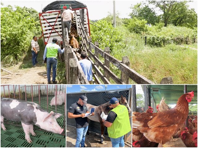 INTERNACIONAL, COLOMBIA:  El ICA expide medidas para controlar el traslado de  animales de producción