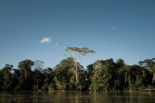 Emprendimientos indígenas conservan 30.000 hectáreas de bosques amazónicos con apoyo de WWF, CONFENIAE y USAID