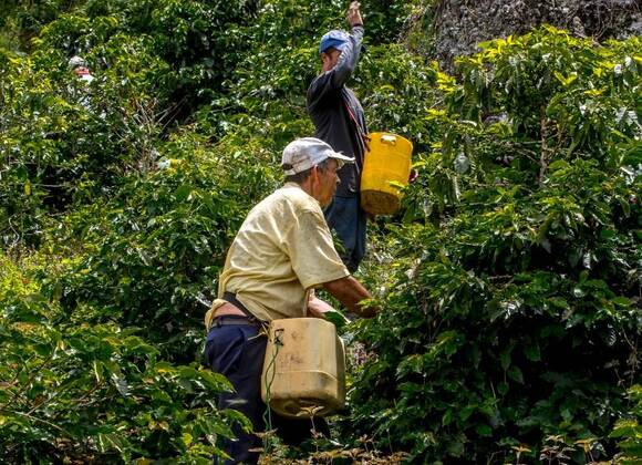 COLOMBIA: Producción cafetera deberá estar libre de deforestación para entrar la Unión Europea