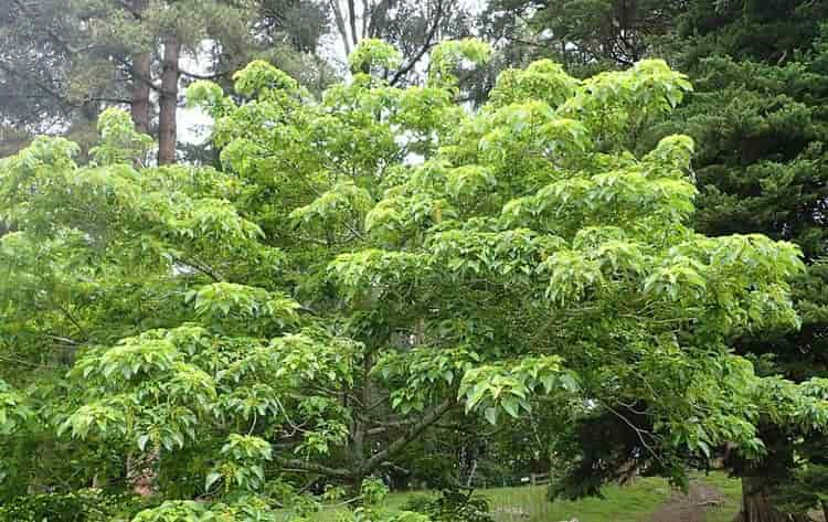 INFORME TÉCNICO: China tendrá su propio cultivo de biocombustibles de semillas oleaginosas contra la pobreza: una idea
