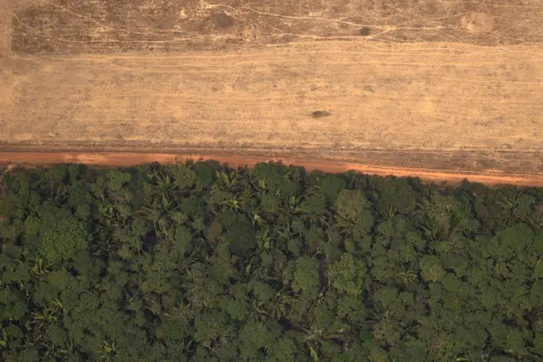 Las claves de la norma pionera en el mundo contra la deforestación que impactan en el agro