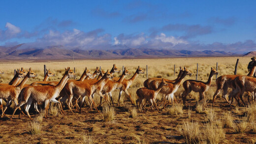 ARGENTINA: Estudio del INTA Bariloche optimiza el valor de la fibra de vicuña