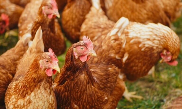 ¿Por qué las gallinas tienen huevos pequeños?