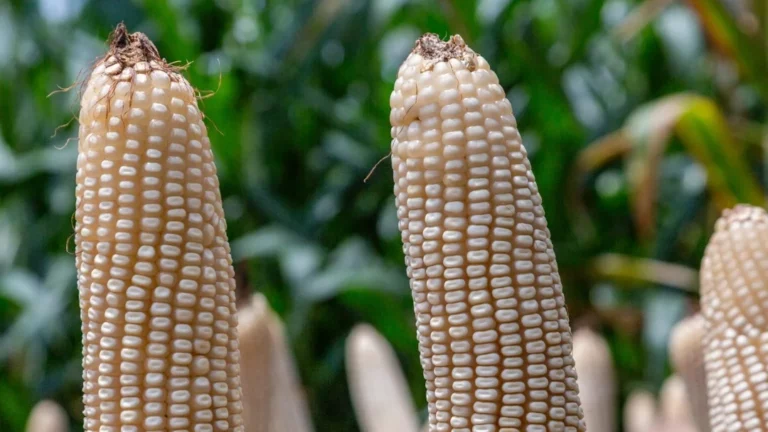 Importaciones de maíz aumentan en Colombia y presionan al sector productivo