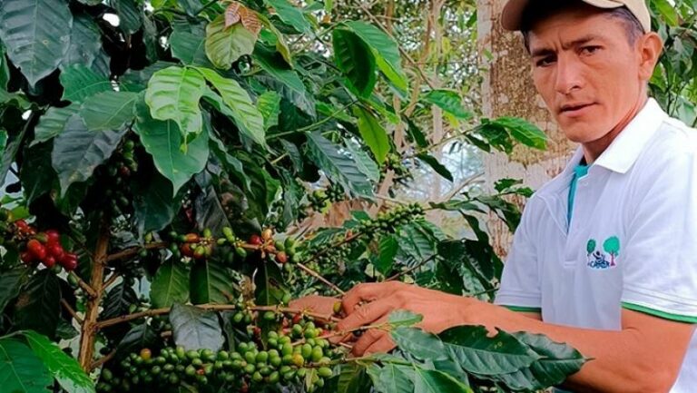 INTERNACIONAL, PERÚ:  Midagri articula exportación directa de 820 toneladas de café a la Unión Europea y Estados Unidos