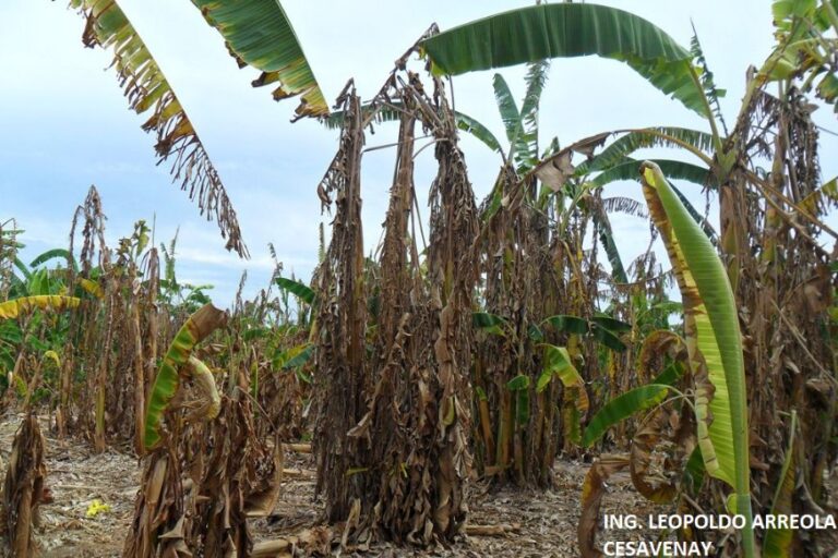 Ecuador: Cacao, café y plátano, entre los cultivos más afectados por el invierno en Santo Domingo