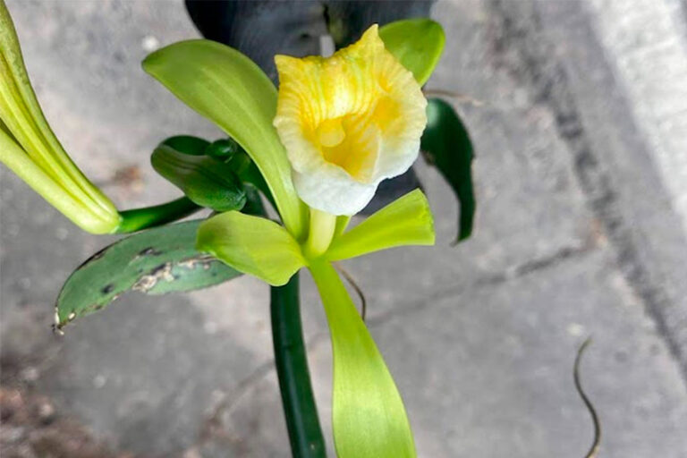 Hongos de orquídeas servirían para controlar enfermedades en cultivos agrícolas