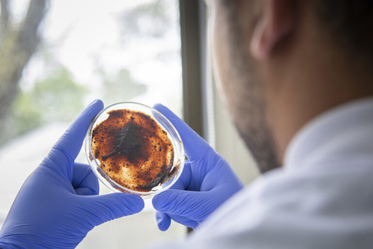 Investigadores colombianos transforman maleza en bioplástico utilizable