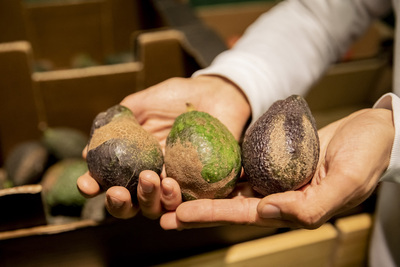 COLOMBIA: Hallan  nueva especie de insecto que deforma el aguacate
