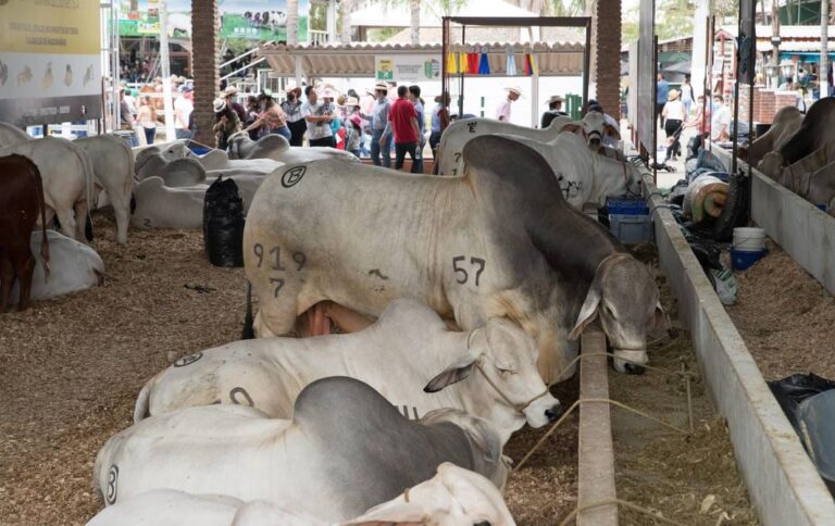 ECUADOR:  Abre sus puertas la feria ganadera 2024 en Durán