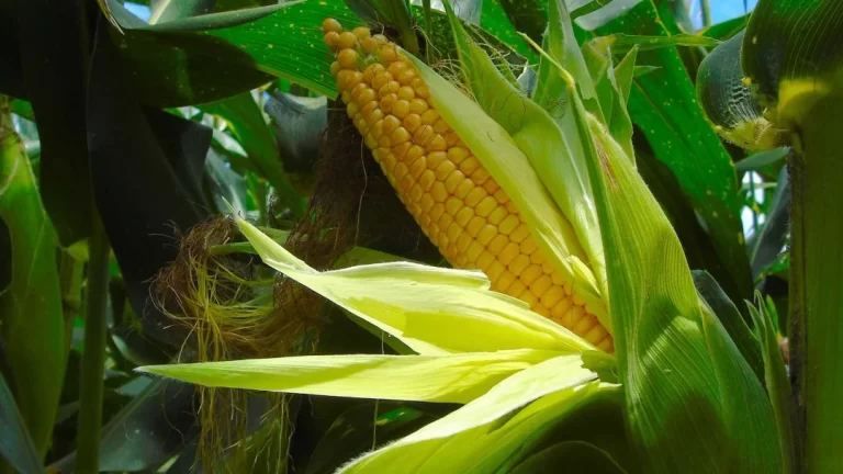 Colombia registra  récord en adopción de cultivos transgénicos de maíz y soya