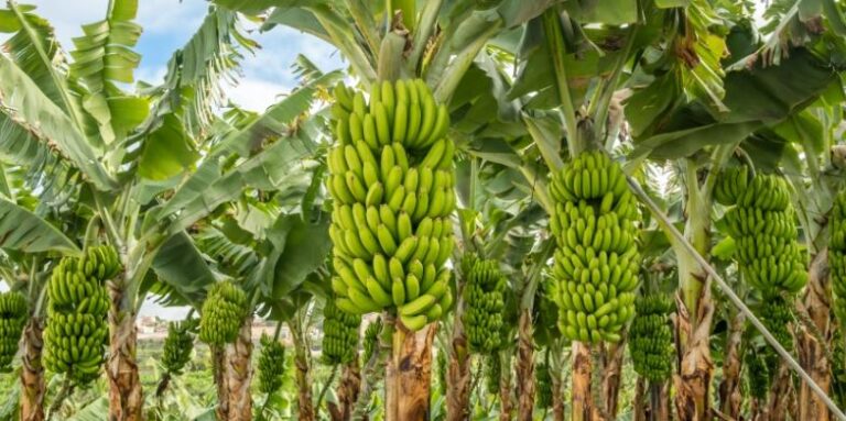 ECUADOR:  AEBE presenta resultados del proyecto SafeBanana para combatir amenazas fitosanitarias en El Oro