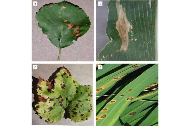 La inteligencia artificial mejora la detección de enfermedades de las hojas de  cultivos en  agricultura tropical