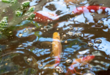 Sistema combinado de acuaponía para integrar la producción de peces y vegetales