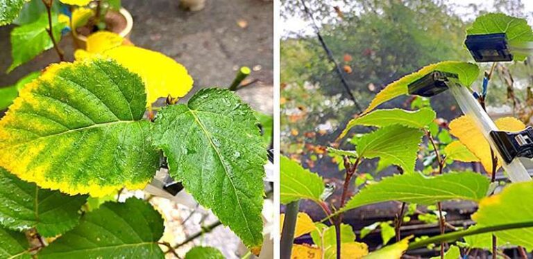 Tecnología inteligente para monitoreo directo en las hojas de las plantas