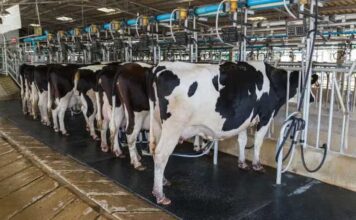 Cómo los agricultores y fabricantes de piensos pueden mejorar la nutrición de las vacas