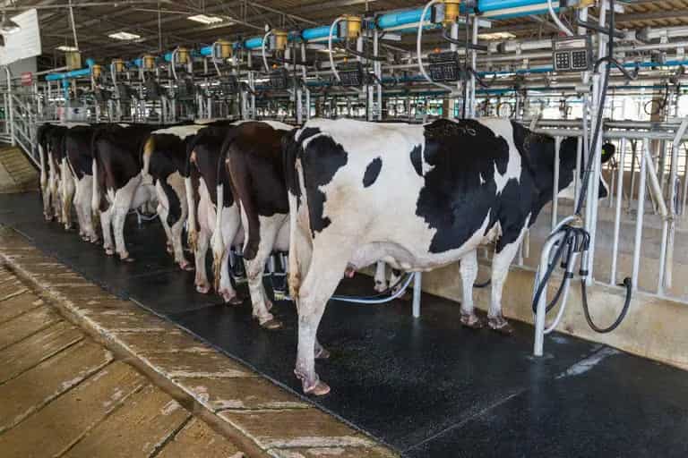 Cómo los agricultores y fabricantes de piensos pueden mejorar la nutrición de las vacas