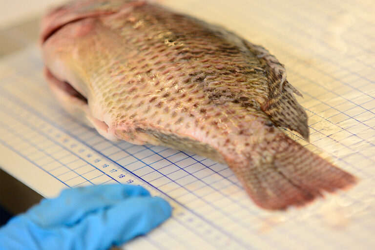 Tilapia roja, ¿cómo se defiende de la enfermedad que más la ataca?
