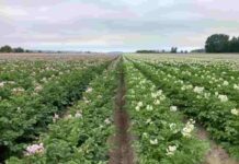 ECUADOR: INIAP prepara nuevas variedades de papa con potencial industrial para 2026