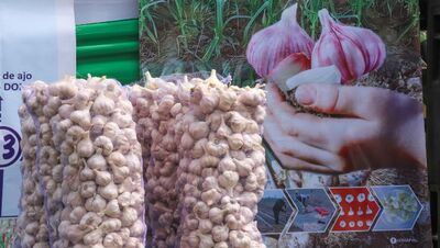Perú fortalece su liderazgo en producción de ajo con  nueva variedad