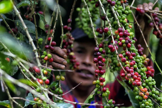 Del campo a la taza: así sacude al mundo del café el clima, la inflación y la geopolítica