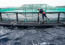 El porcentaje de mujeres en la acuicultura española supera la media mundial y está conformada por profesionales altamente especializadas
