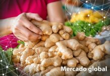 Resumen del mercado global del jengibre