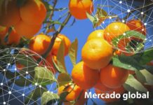 Resumen del mercado global de las mandarinas