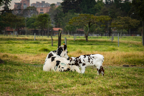 COLOMBIA: Estrés calórico, uno de los riesgos de la preñez bovina tras fertilización in vitro