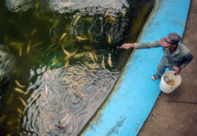 Ajo en polvo mejora el sistema inmune de la tilapia roja