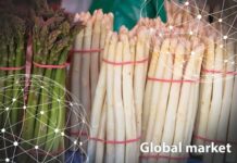 Resumen del mercado global del espárrago