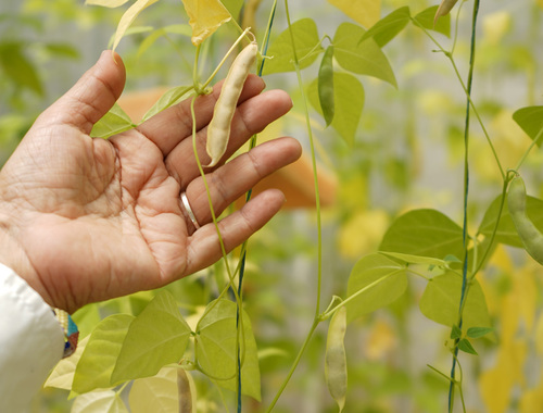 COLOMBIA: El fríjol “mágico” que resiste la sequía y mitigaría el hambre