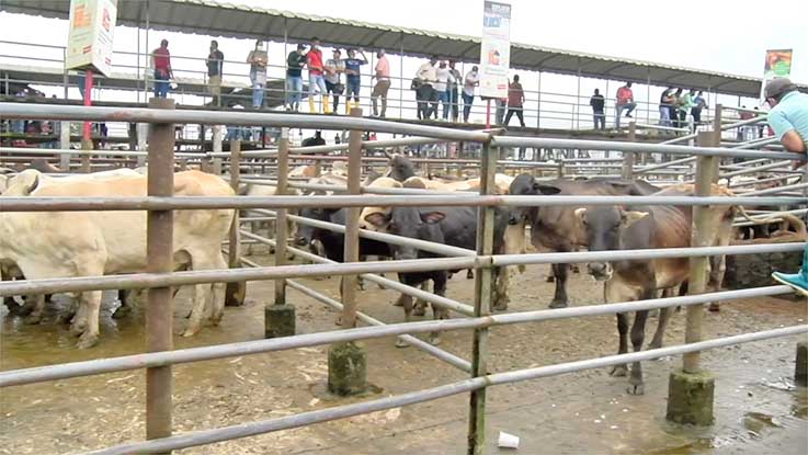 ECUADOR: En Santo Domingo preocupa la caída del hato ganadero