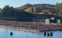 Podemos cultivar más mariscos y minimizar su impacto en la biodiversidad, según muestra una investigación