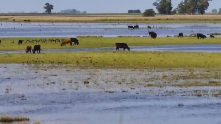 Pautas para el manejo de los sistemas ganaderos