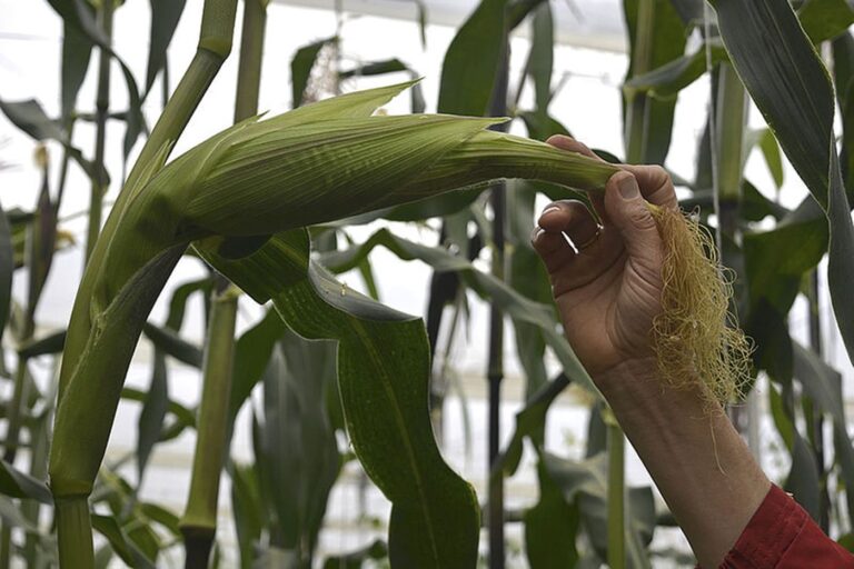 COLOMBIA: Soya, maíz y tabaco transgénicos se cultivan con sello Universidad NAL