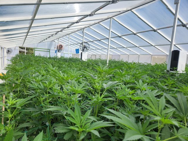 Colombia consolida liderazgo global en exportación de genéticas de cannabis in vitro