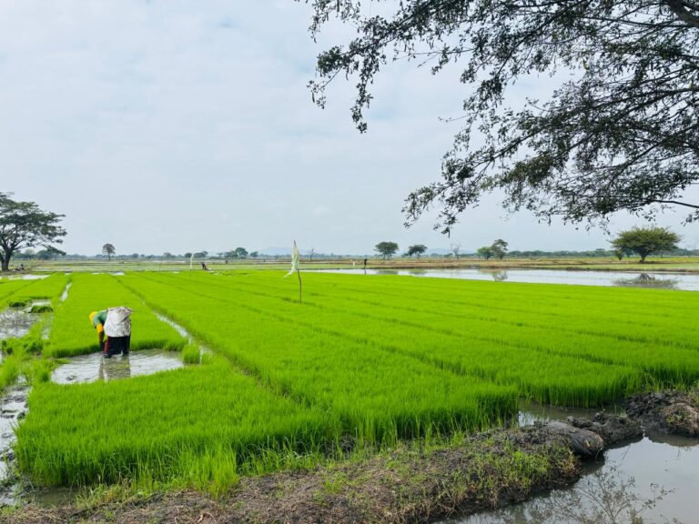 ECUADOR: Productores arroceros en Daule apuestan por tecnología y asesoría para mejorar la cosecha 2025