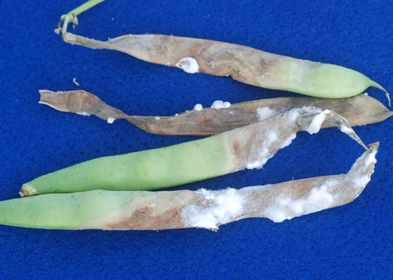 BRASIL: investigación identifica hongos del suelo que eliminan el 100% del moho blanco, que afecta a la soja, frijol y algodó