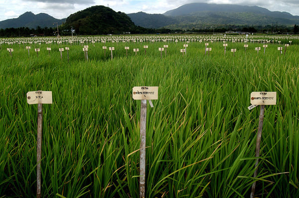 Desarrollan variedades de arroz adaptadas al cambio climático y suelos degradados