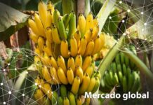 Resumen del mercado global del banano