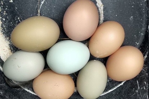 COLOMBIA: Gallinas criollas alimentadas con semillas de lino producen huevos ricos en omega 3