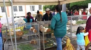 ECUADOR: Biblián celebrará sus 81 años con feria agropecuaria y festival del cuy
