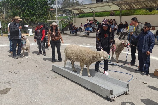 ECUADOR: Festival Ovino reúne a organizaciones rurales en Cañar