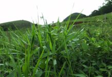 Cómo hacer el mejor ensilado después del mal tiempo